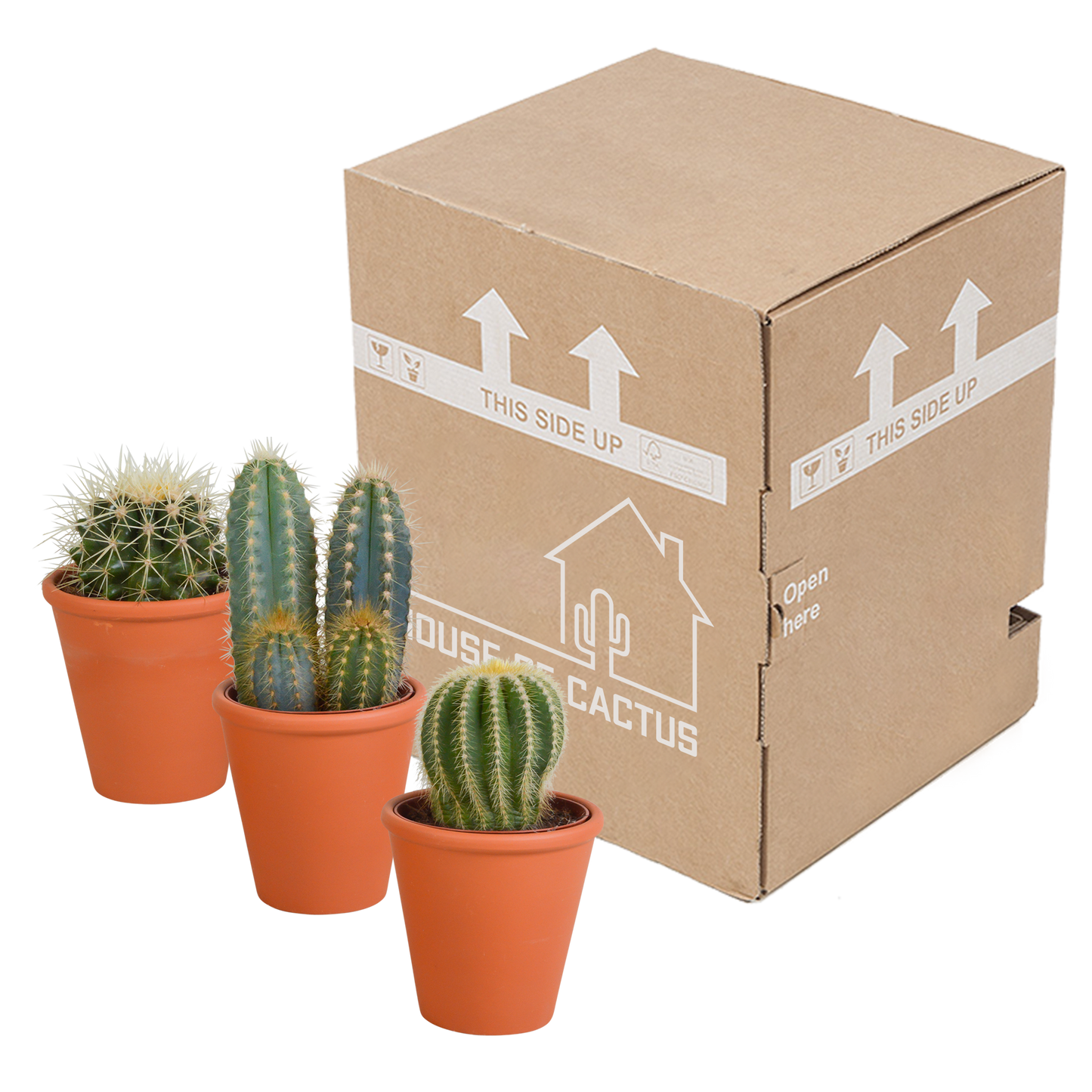 Kakteenmischung 8,5 cm - 3x - in terracotta pot - Pflanzfix24.de - Pflanzfix24.de