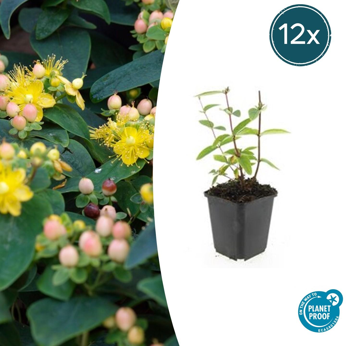 12x Hypericum ‘Annebel’ – Gelb blühender Zierstrauch | Pflanzfix24 - Pflanzfix24.de