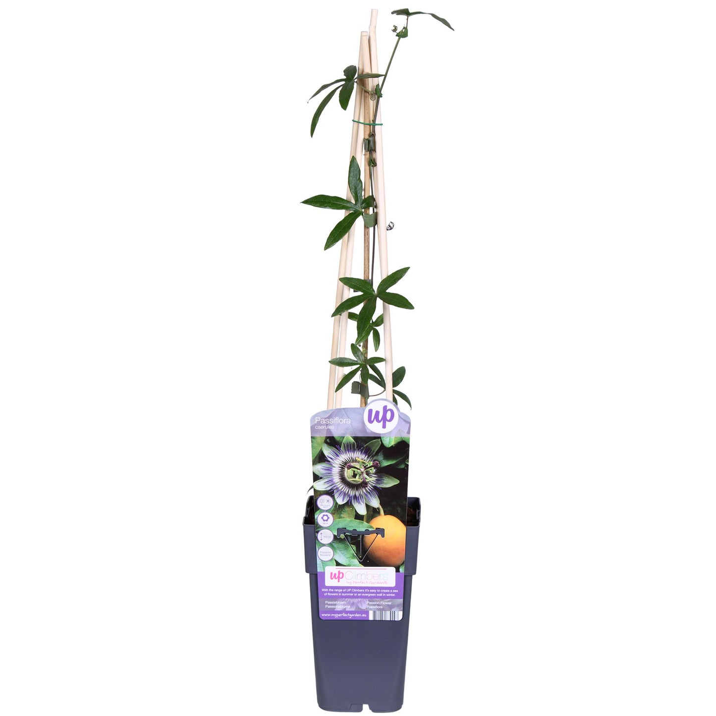 Passiflora caerulea Blau Ø15cm – Winterharte Kletterpflanze | Pflanzfix24.de - Pflanzfix24.de