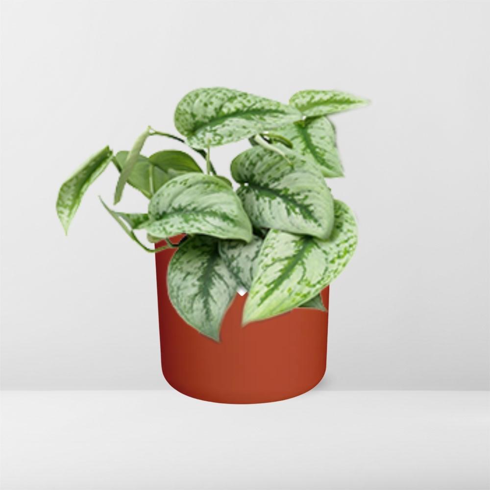 Scindapsus Pictus ‘Trebie’ in ELHO b.for soft rond 14cm brique - Pflanzfix24