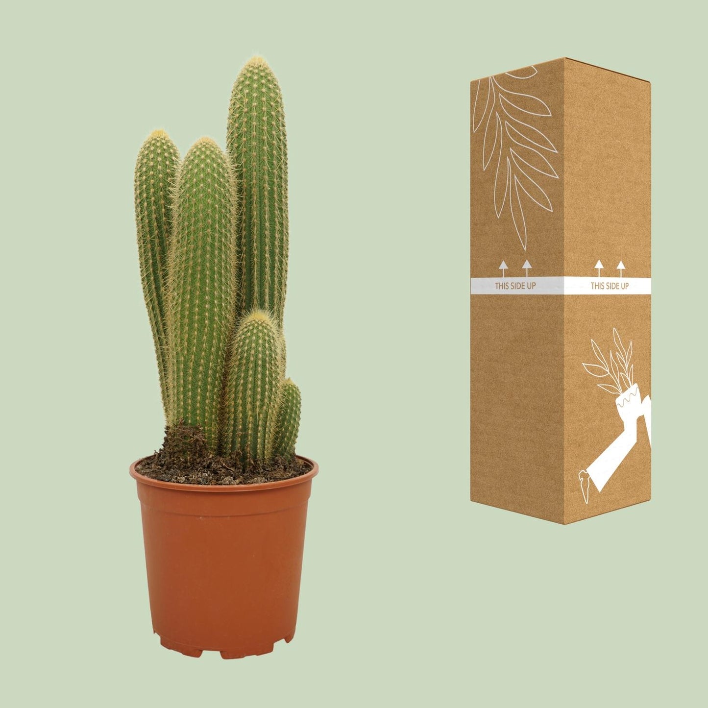 Vatricania Guentheri Ø21cm, 55cm hoch – Pflanzfix24.de - Pflanzfix24.de