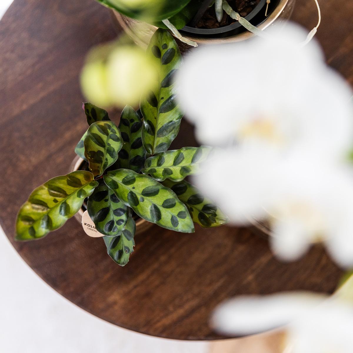 Calathea Makoyana Ø9 cm – Pflanzfix24.de - Pflanzfix24.de
