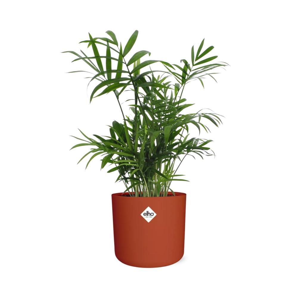 Chamaedorea in ELHO b.for soft rond 14cm brique - Pflanzfix24