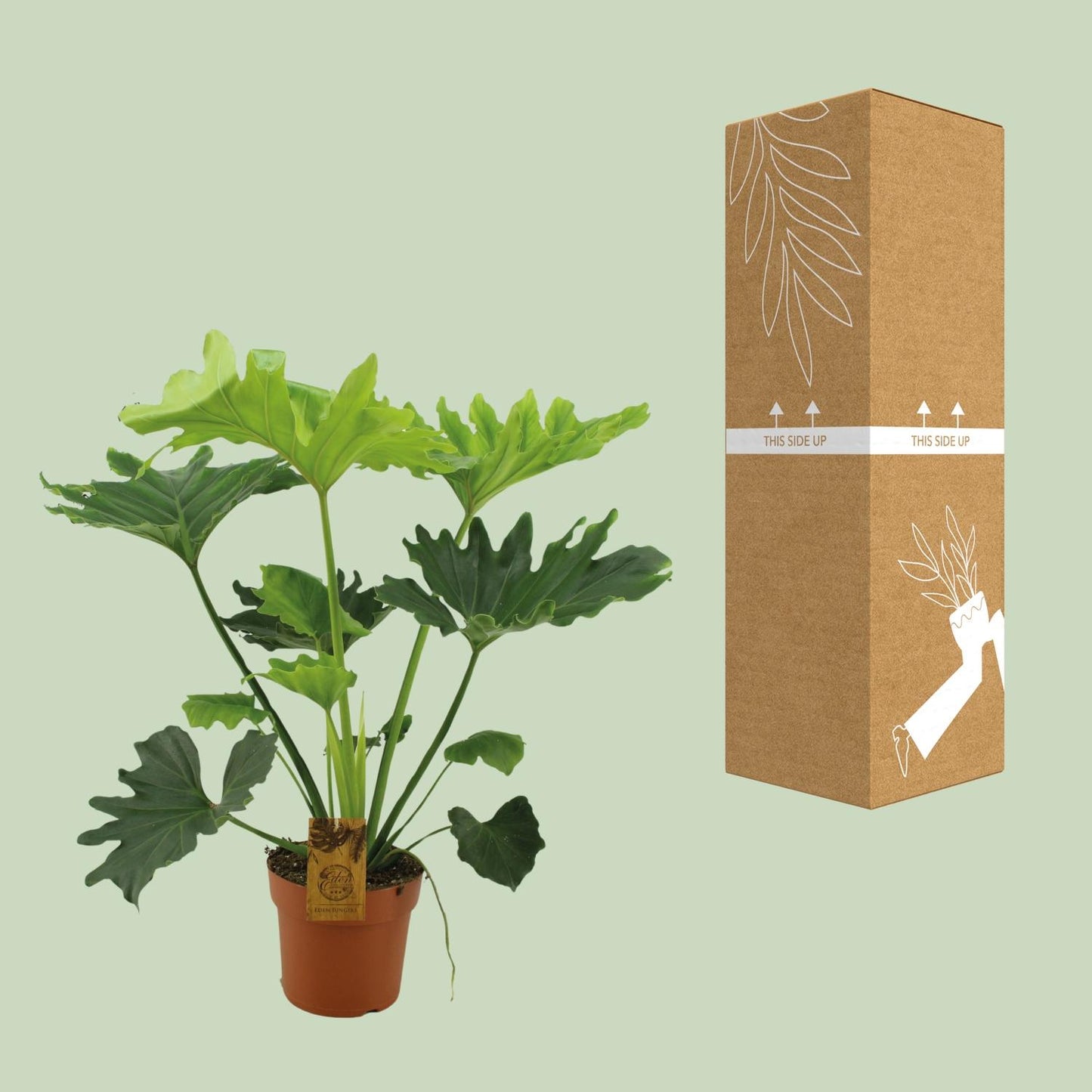 Philodendron Selloum Elefantiana - Ø21cm - ↕100cm - Pflanzfix24