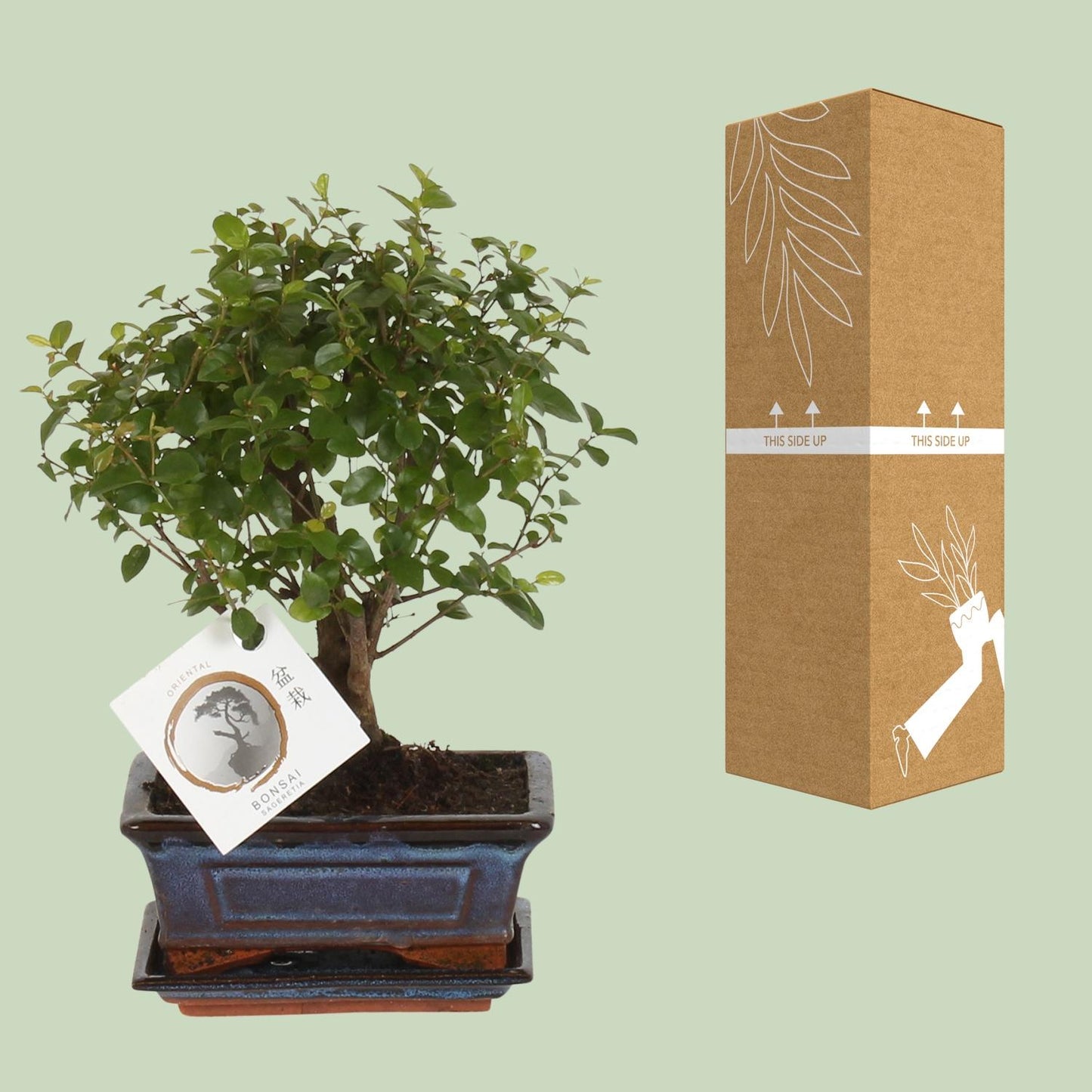 Bonsai 'Sageretia' - Bol Vorm - Ø15cm - ↕30cm - Pflanzfix24
