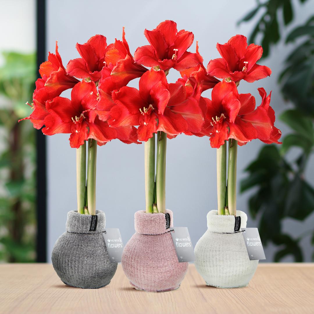 No Water Flowers® (wax amaryllis) Fashionz Cozy Fluffy Mix (3 pack) + Red flower - Pflanzfix24