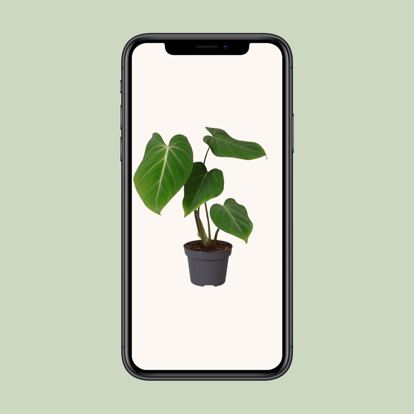 Philodendron Glorisoum - Ø12cm - ↕35cm bei Pflanzfix24