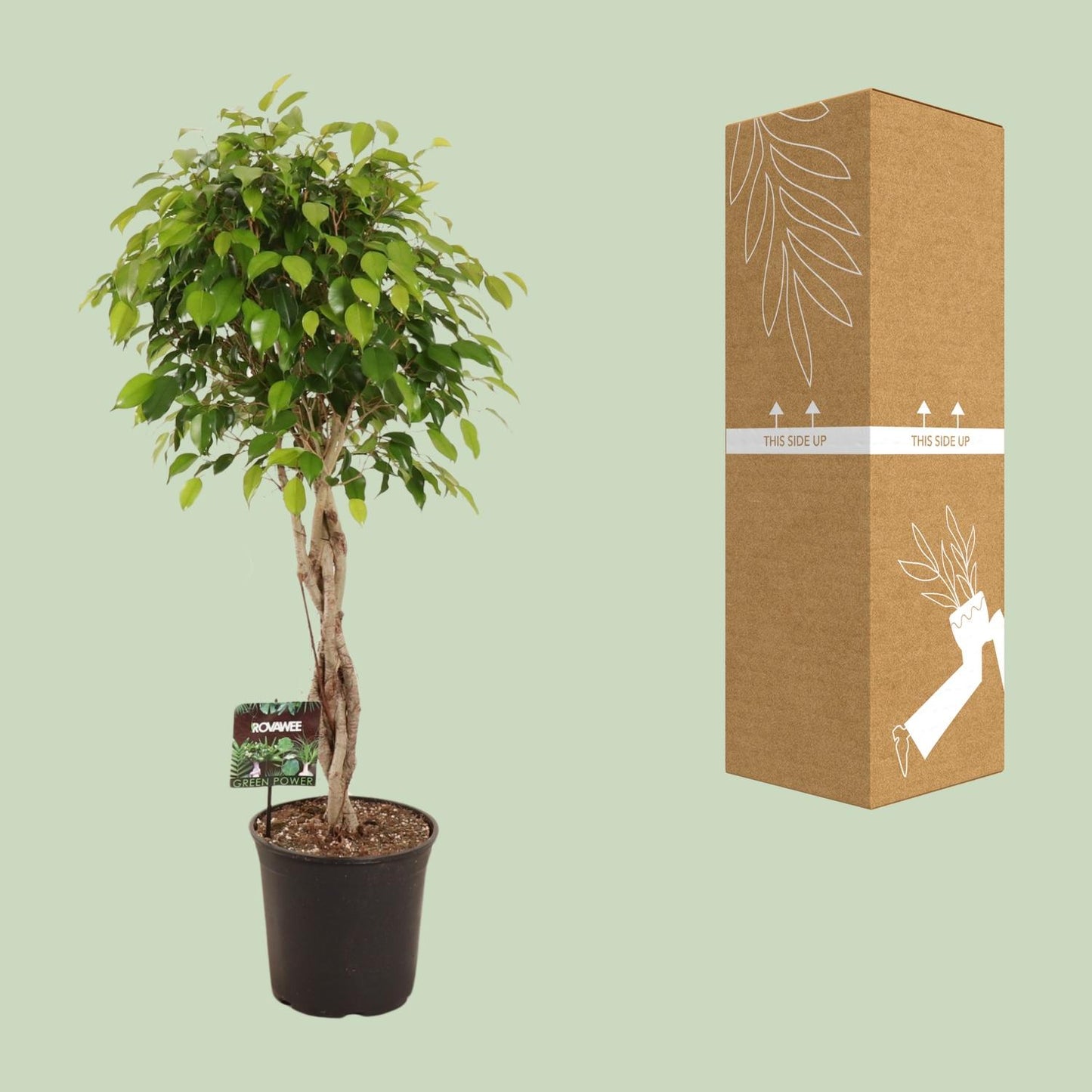 Ficus Benjamina Exotica - Ø27cm - ↕120cm bei Pflanzfix24.de - Pflanzfix24.de