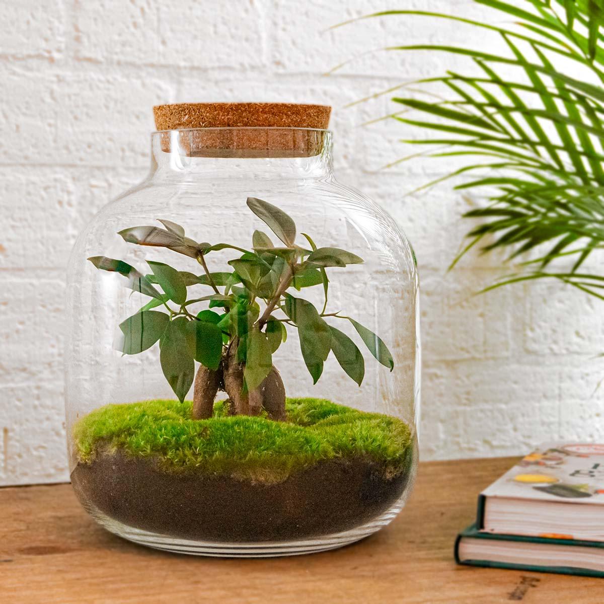 Flaschengarten - Billie - DIY Set - Pflanzfix24