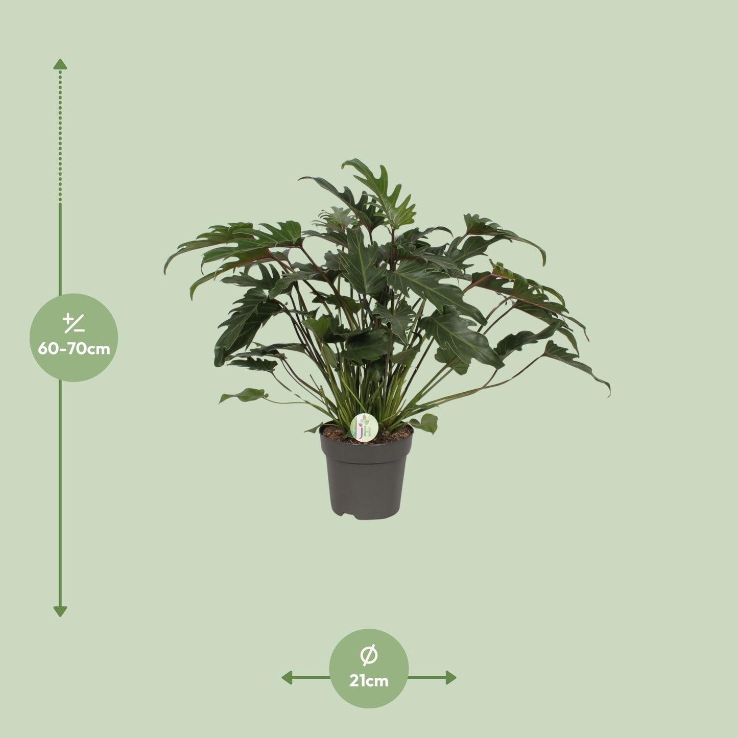 Philodendron Xanadu Ø21cm – Üppige Zimmerpflanze | Pflanzfix24.de - Pflanzfix24.de