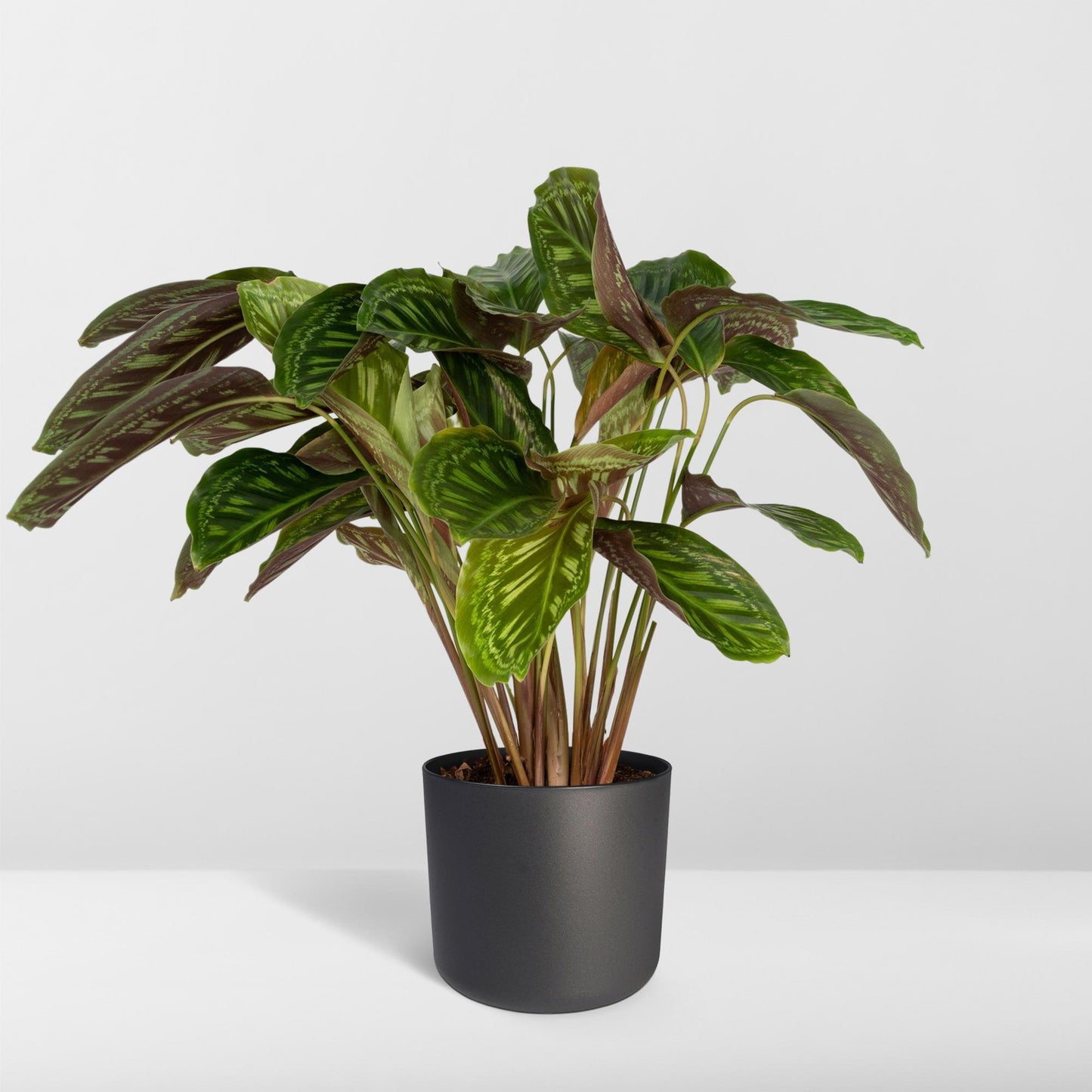 Calathea Flamestar - Pflanze - Ø19cm - Pflanzfix24.de - Pflanzfix24.de
