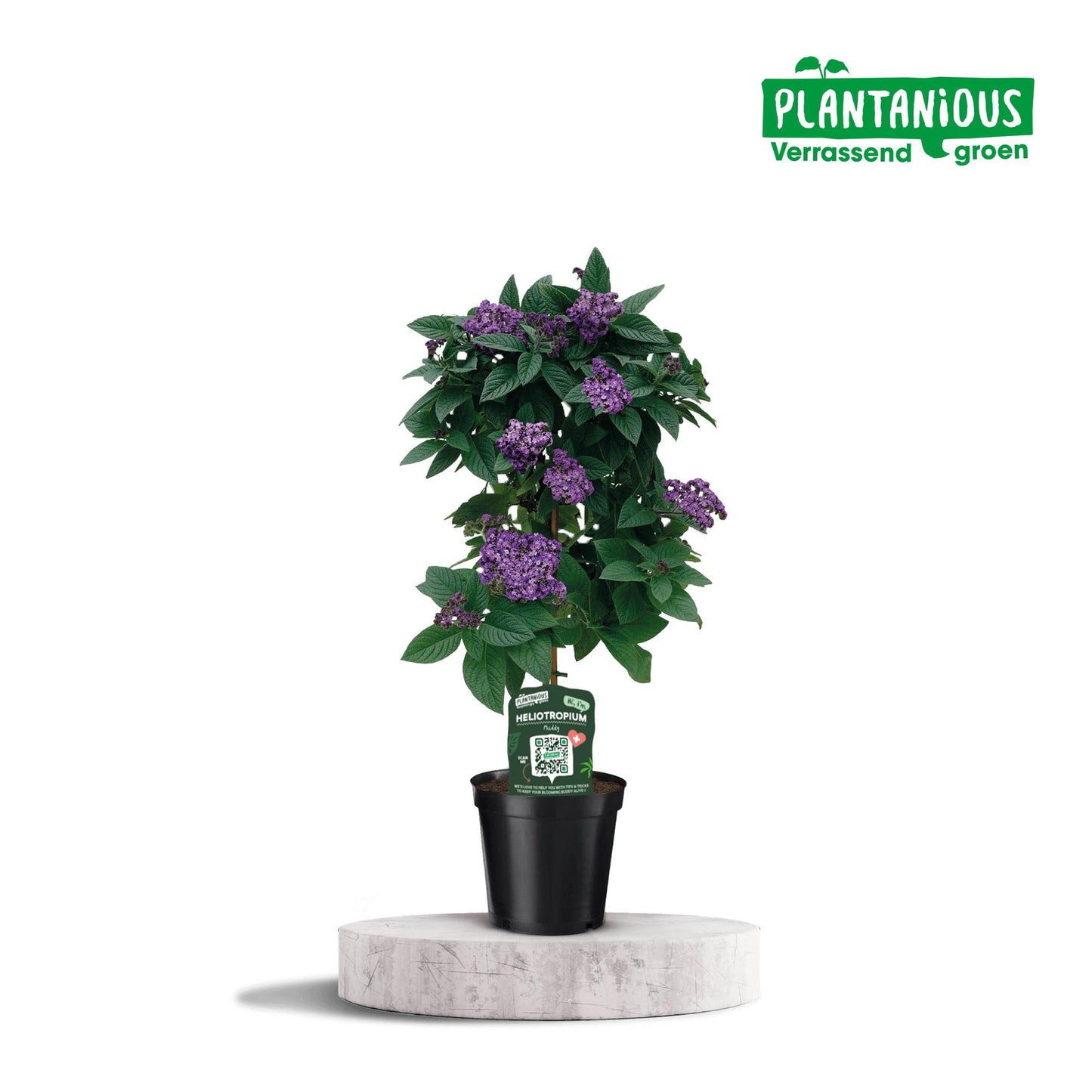 Heliotropium - Ø19cm - ↕75cm bei Pflanzfix24