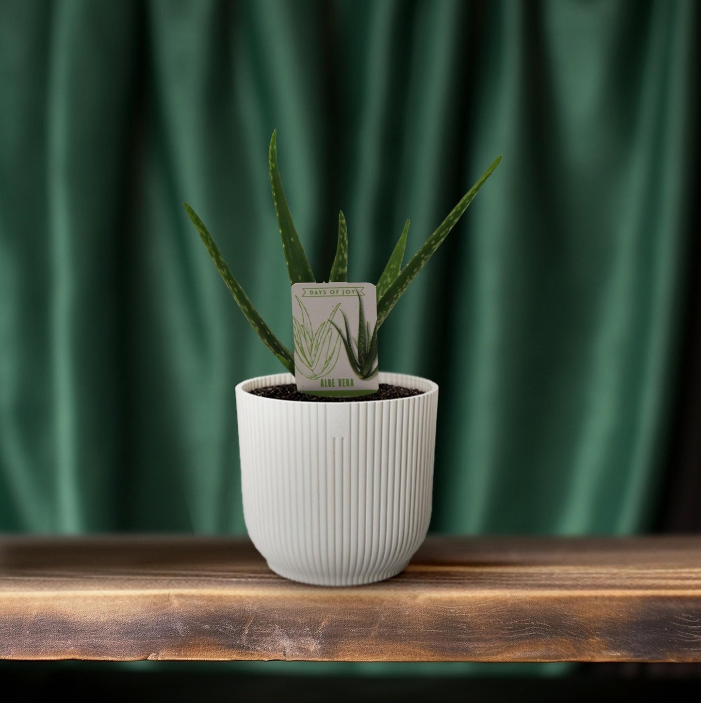 Aloe Vera - Ø10,5cm - ↕30cm - Pflanzfix24