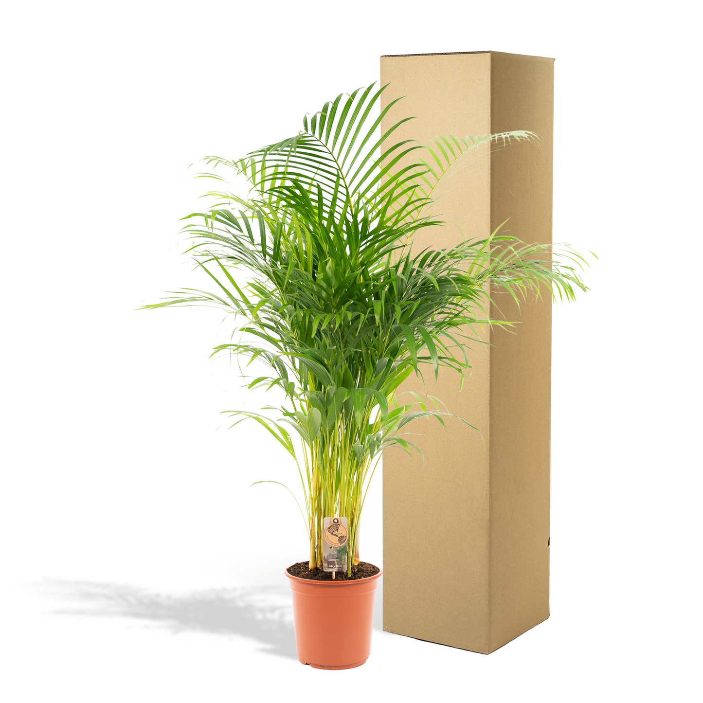 Areca-Palme - Ø21cm - ↕130cm - Pflanzfix24.de - Pflanzfix24.de