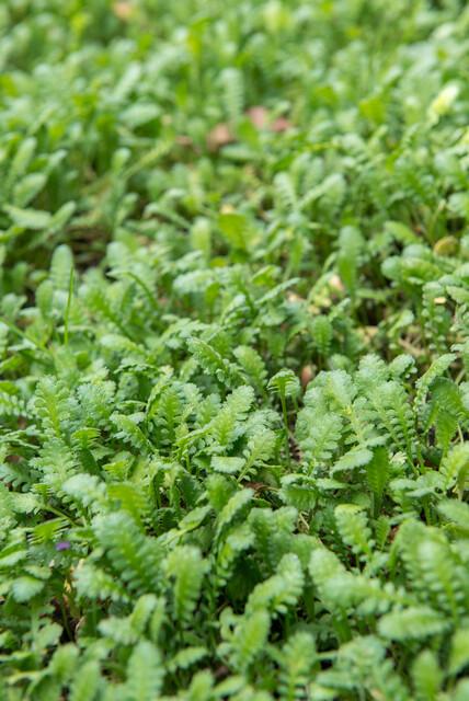 60x Leptinella squalida Bodendecker 9 cm Topf – Pflanzfix24