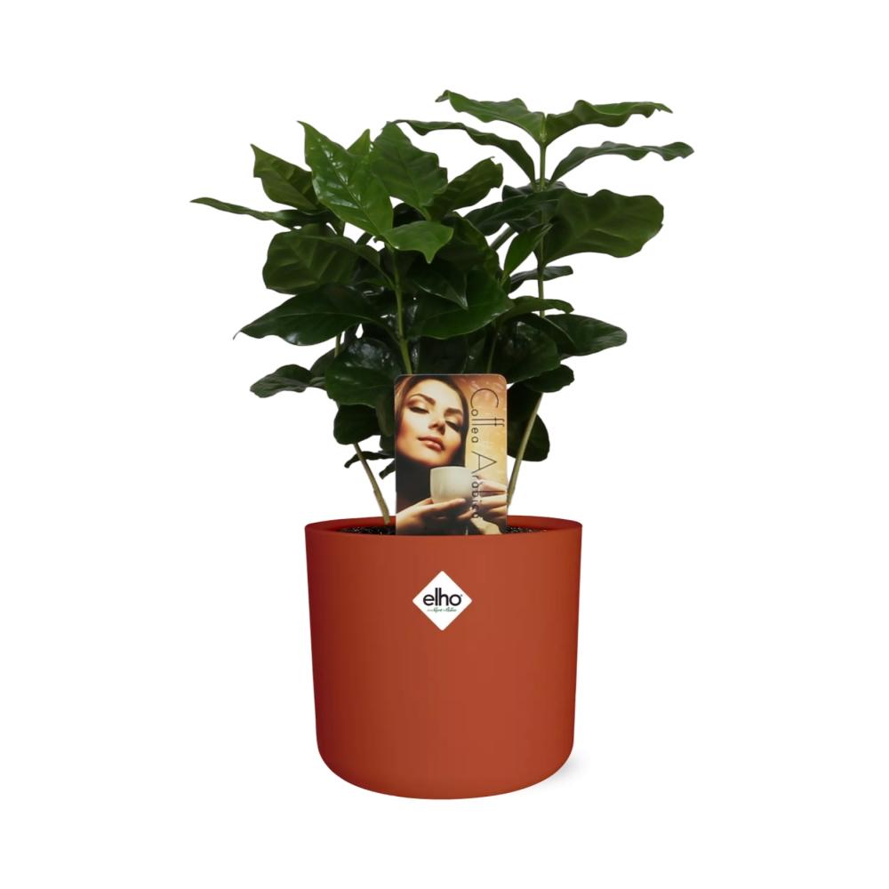 Coffea Arabica in ELHO b.for soft rond 14cm brique - Pflanzfix24