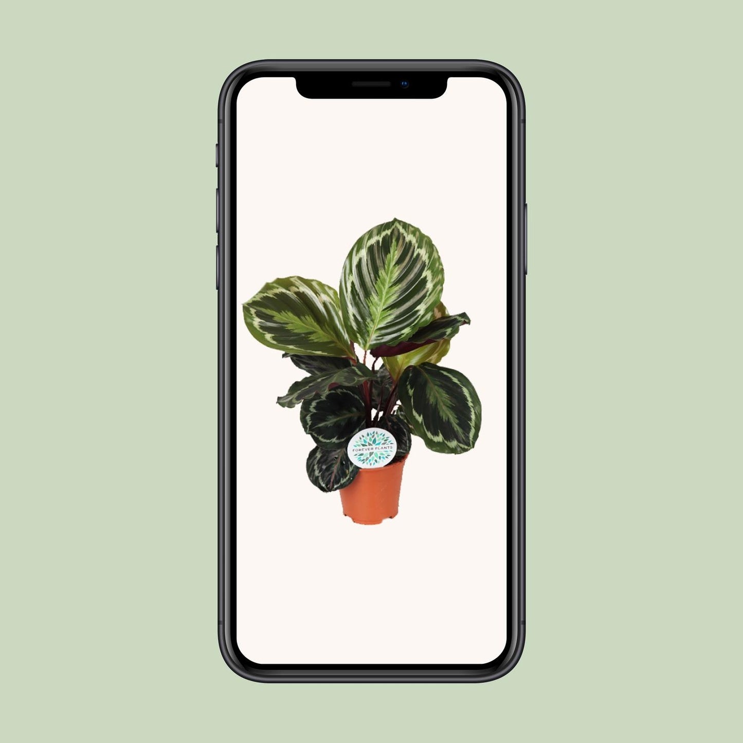 Calathea Medallion - Ø14cm - ↕45cm von Pflanzfix24.de - Pflanzfix24.de