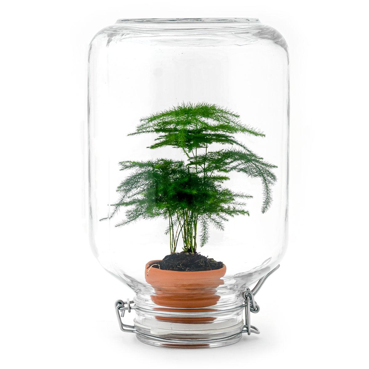 Easyplant - Asparagus - Pflanzfix24.de - Pflanzfix24.de