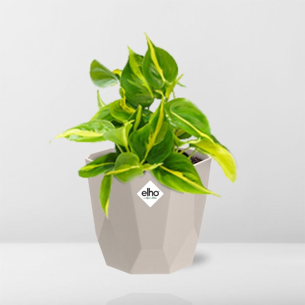 Philodendron Scandens ‘Brasil’ in ELHO b.for rock 14 cm warm grey - Pflanzfix24