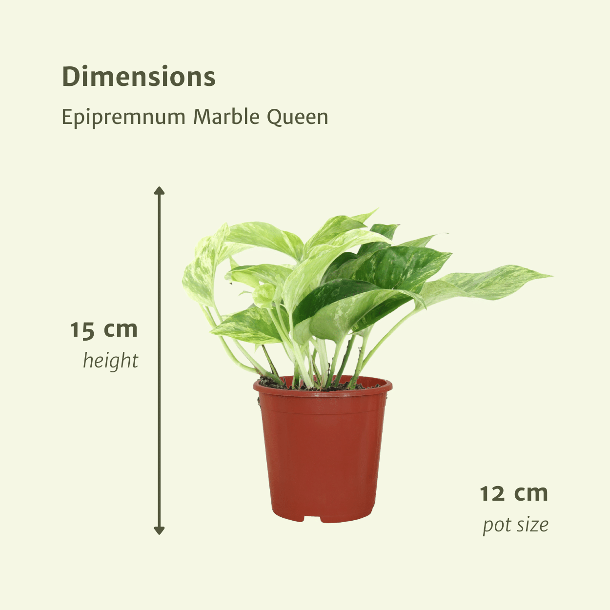 Epipremnum Marble Queen - 4 Stücke - Pflanzfix24.de - Pflanzfix24.de