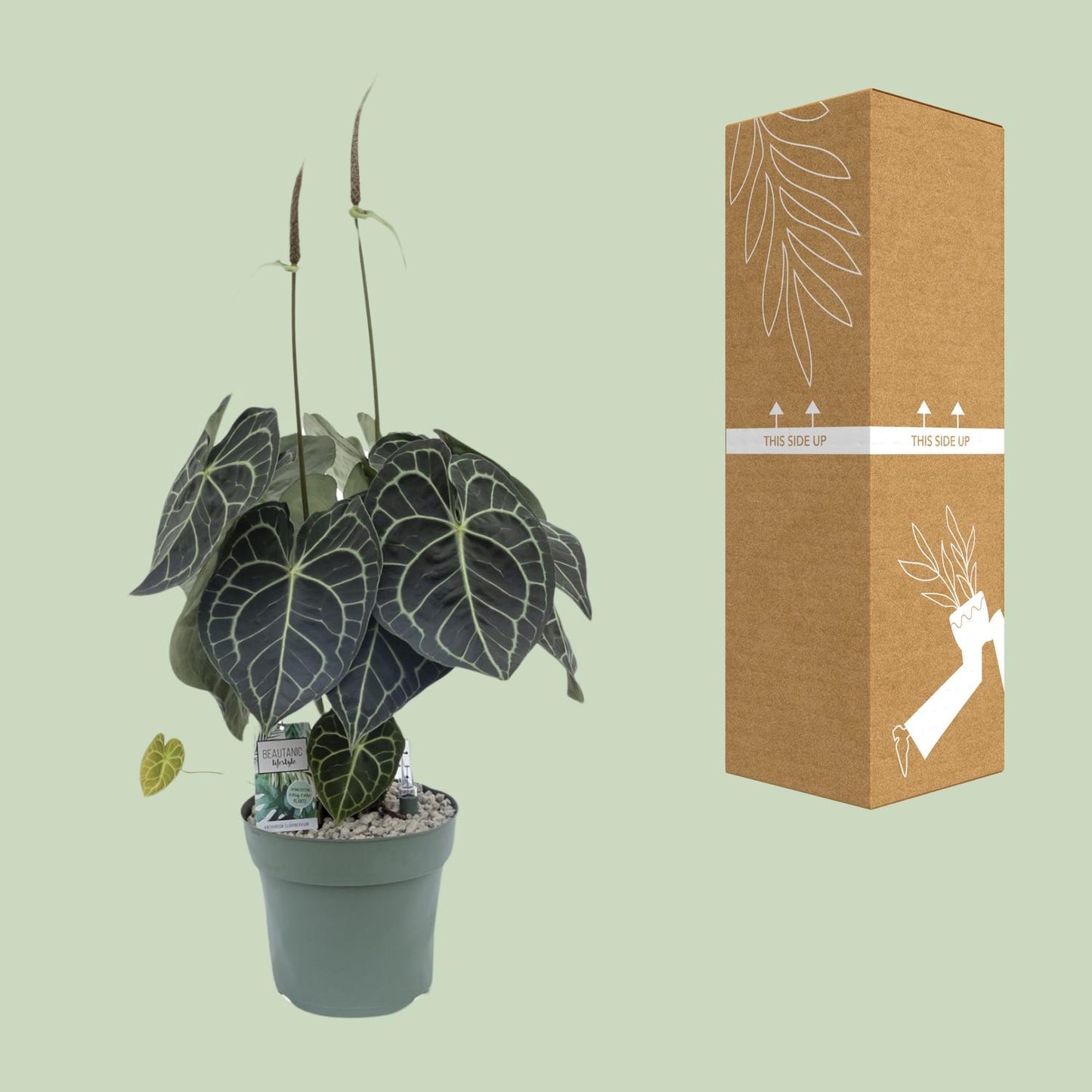 Anthurium Clarinervium - Ø30cm - ↕80cm von Pflanzfix24