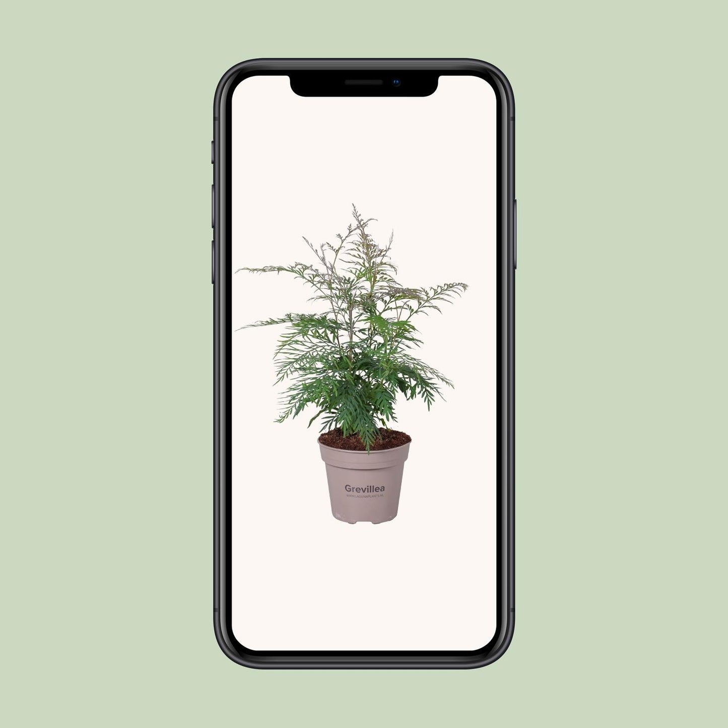 Grevillea Robusta - Ø15cm - ↕45cm - Pflanzfix24