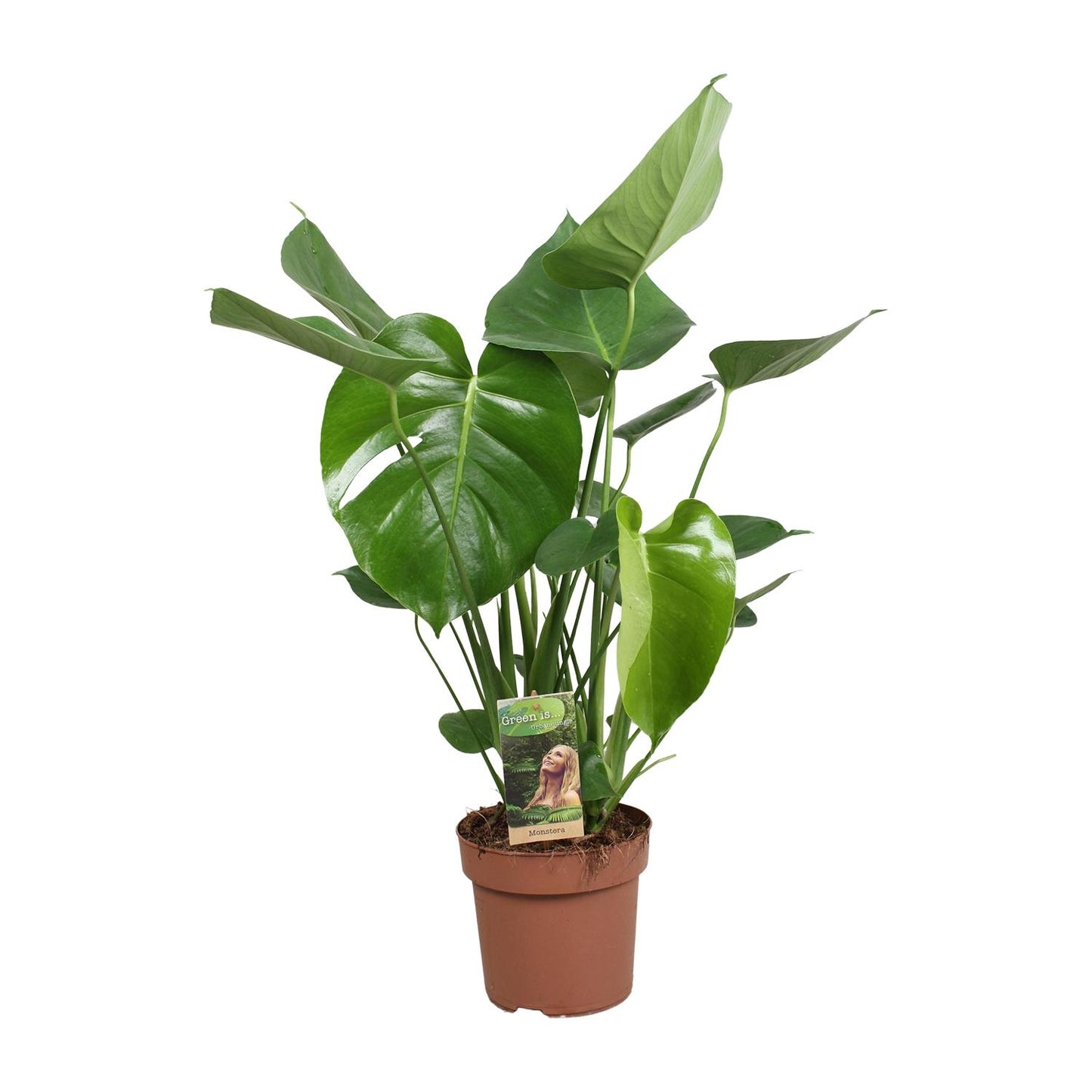 Monstera Deliciosa - Ø17cm - ↕60cm - Pflanzfix24