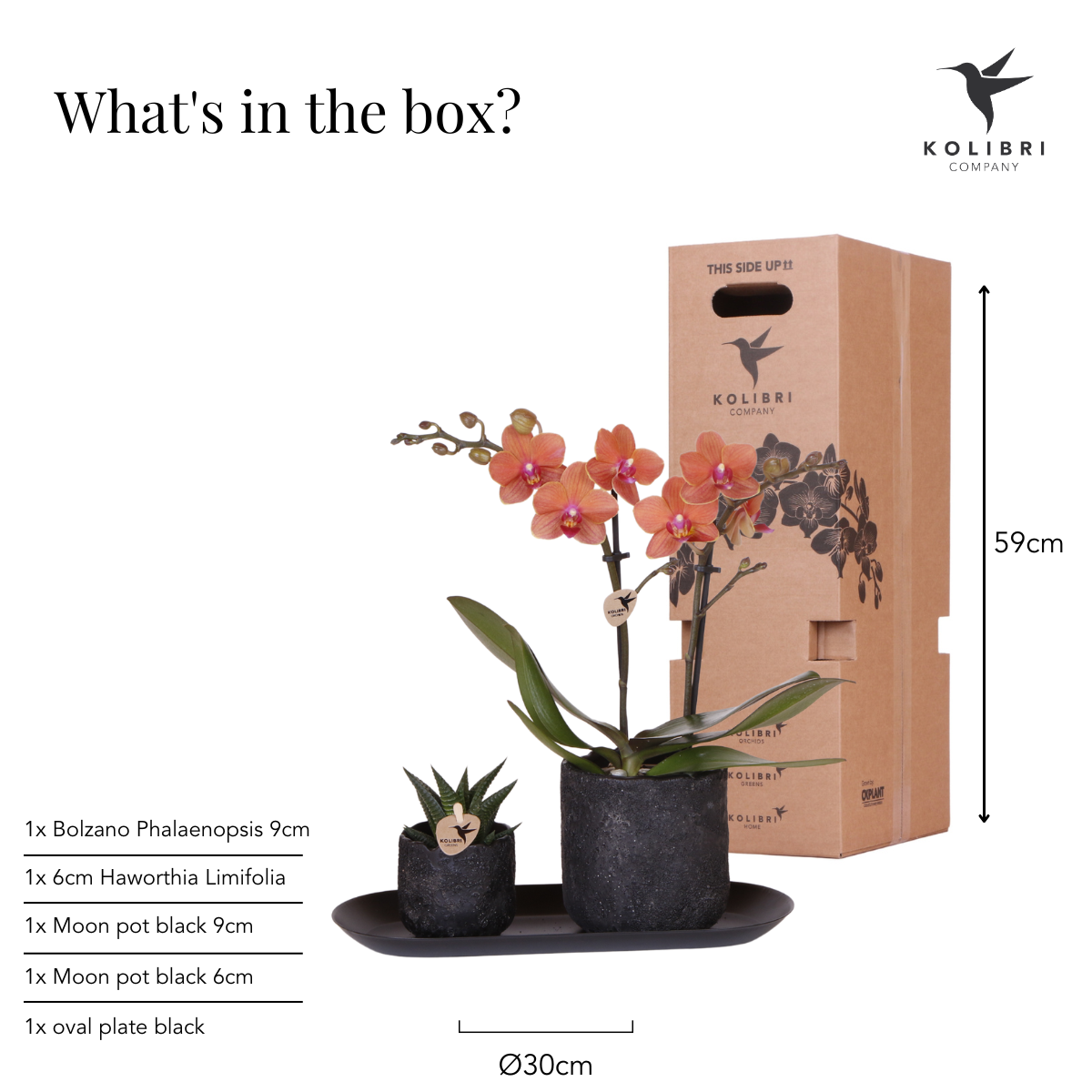 Pflanzenset Home Hub Small – Orchidee & Sukkulente inkl. Tablett | Pflanzfix24