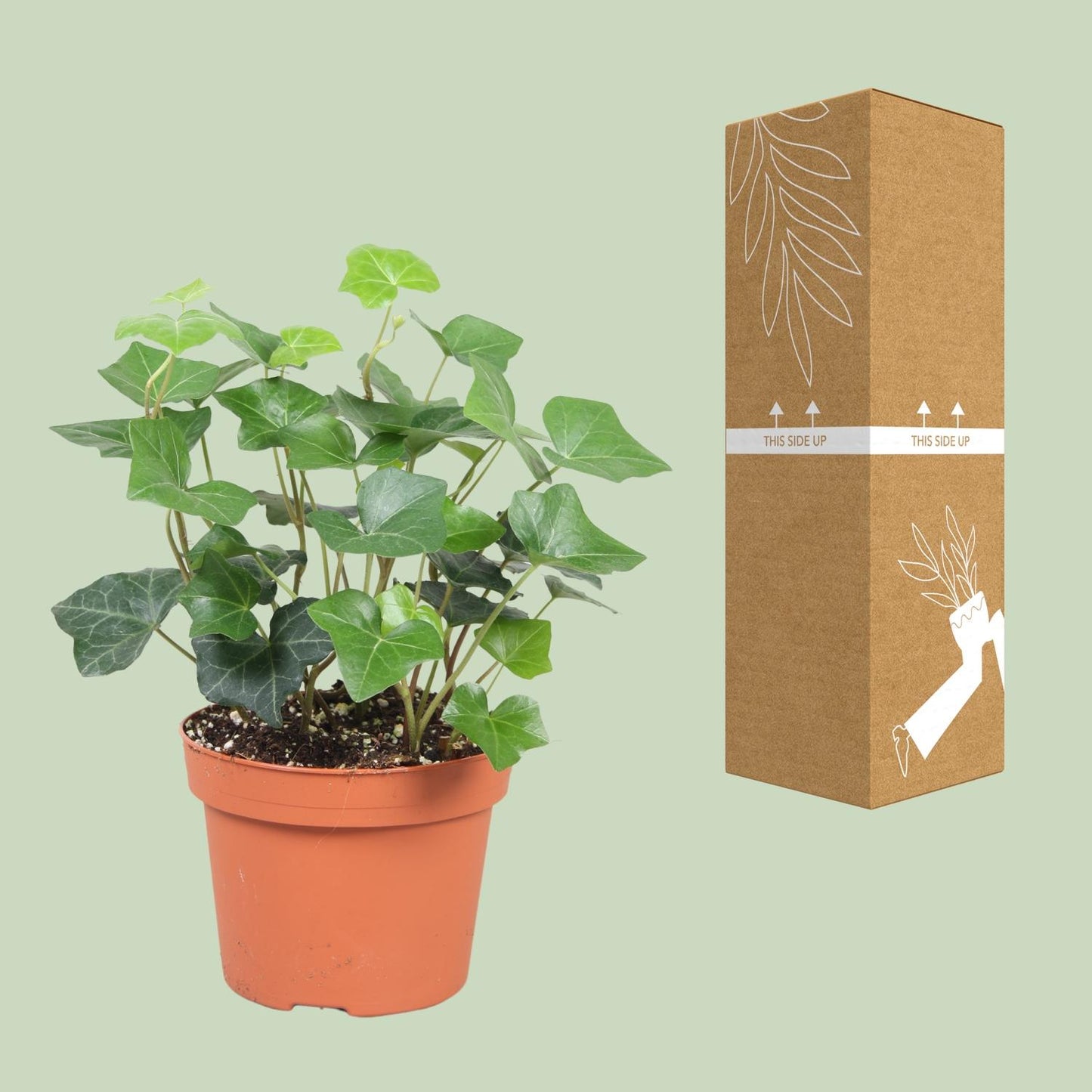 Hedera Hibernica - Ø13cm - ↕30cm by Pflanzfix24
