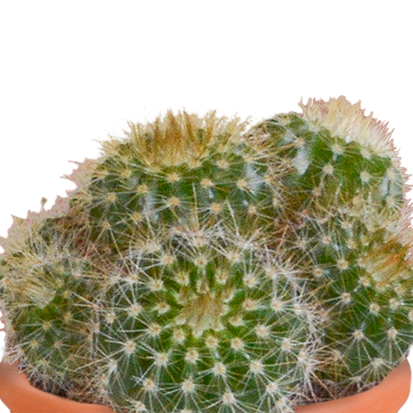 Kakteen und Sukkulenten Mix 5,5 cm | 15er Set - Terrakotta Topf - Pflanzfix24.de - Pflanzfix24.de