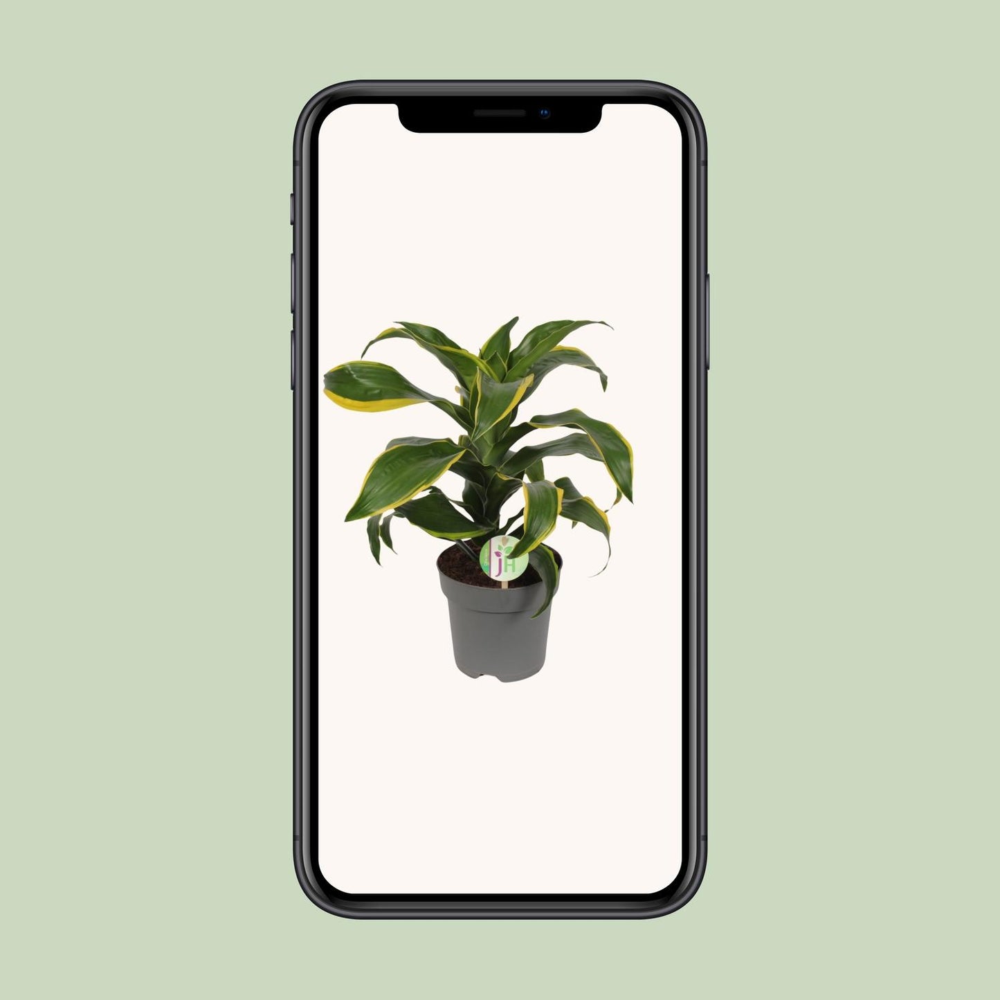 Dracaena Fragrans Grune gelb - Ø17cm - ↕40cm - Pflanzfix24