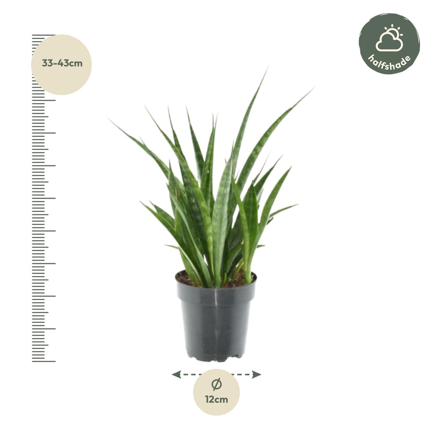 3x Sansevieria Kirkii - 38 cm - ø12 - Pflanzfix24.de - Pflanzfix24.de