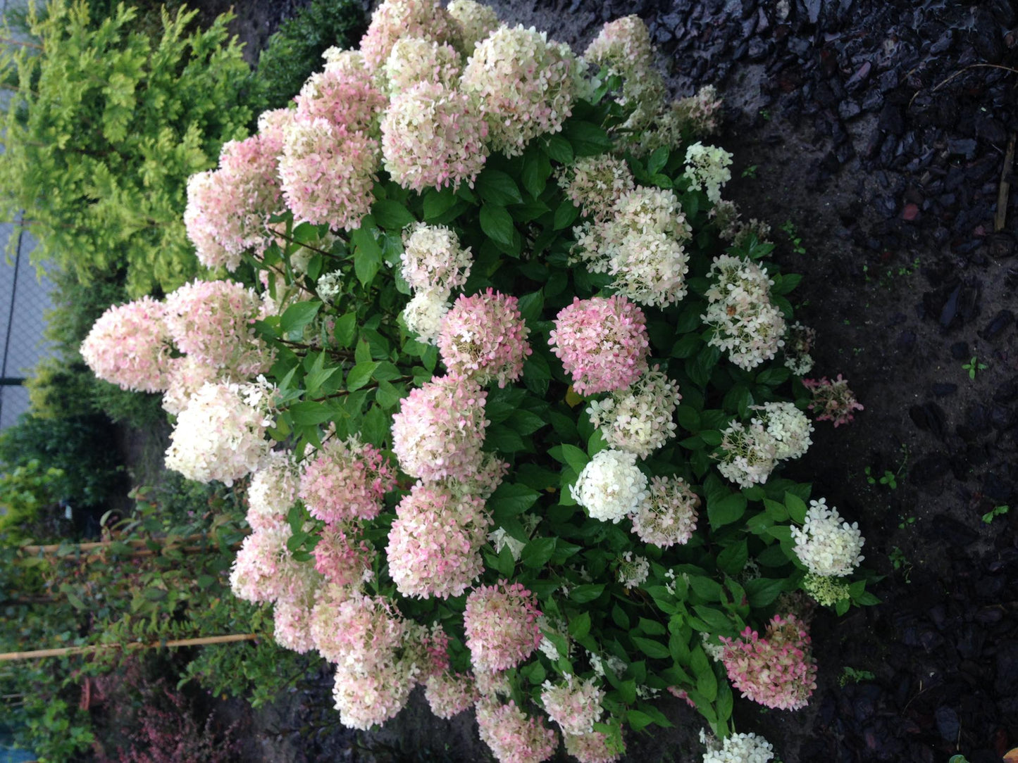 Pflanzfix24 - Rispenhortensie - Hydrangea panniculata Limelight - Blüten Creme Weiß - 1 Pflanze - Laubabwerfend - Topf 17cm Höhe 50cm