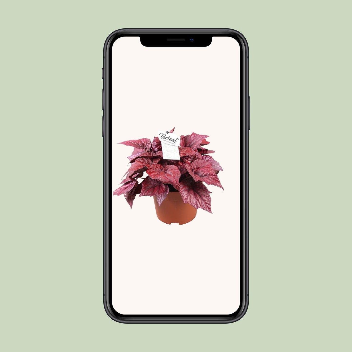 Begonia Beleaf Inca Flame - Ø17cm - ↕32cm - Pflanzfix24