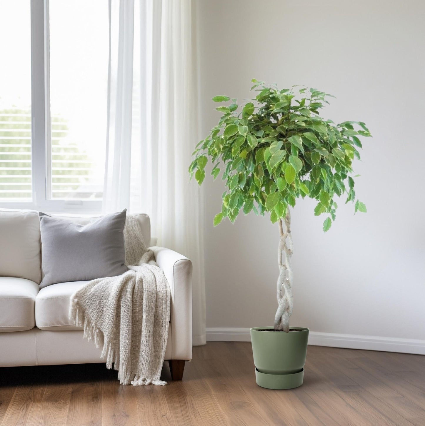 Ficus Safrana / Golden King Gevlochten - Ø27cm - ↕110cm bei Pflanzfix24