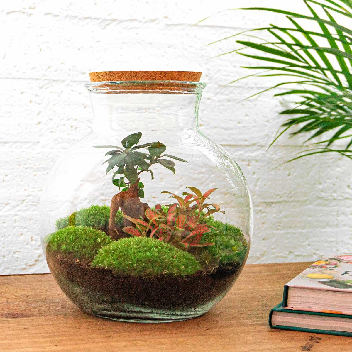 Flaschengarten - Teddy Bonsai - DIY Terrarium Set - Pflanzfix24