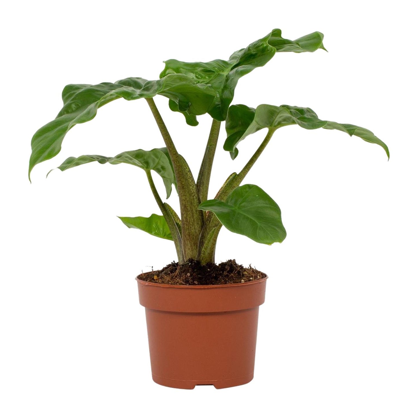 Alocasia Low Rider 12cm - Ø12cm - ↕30cm - Pflanzfix24