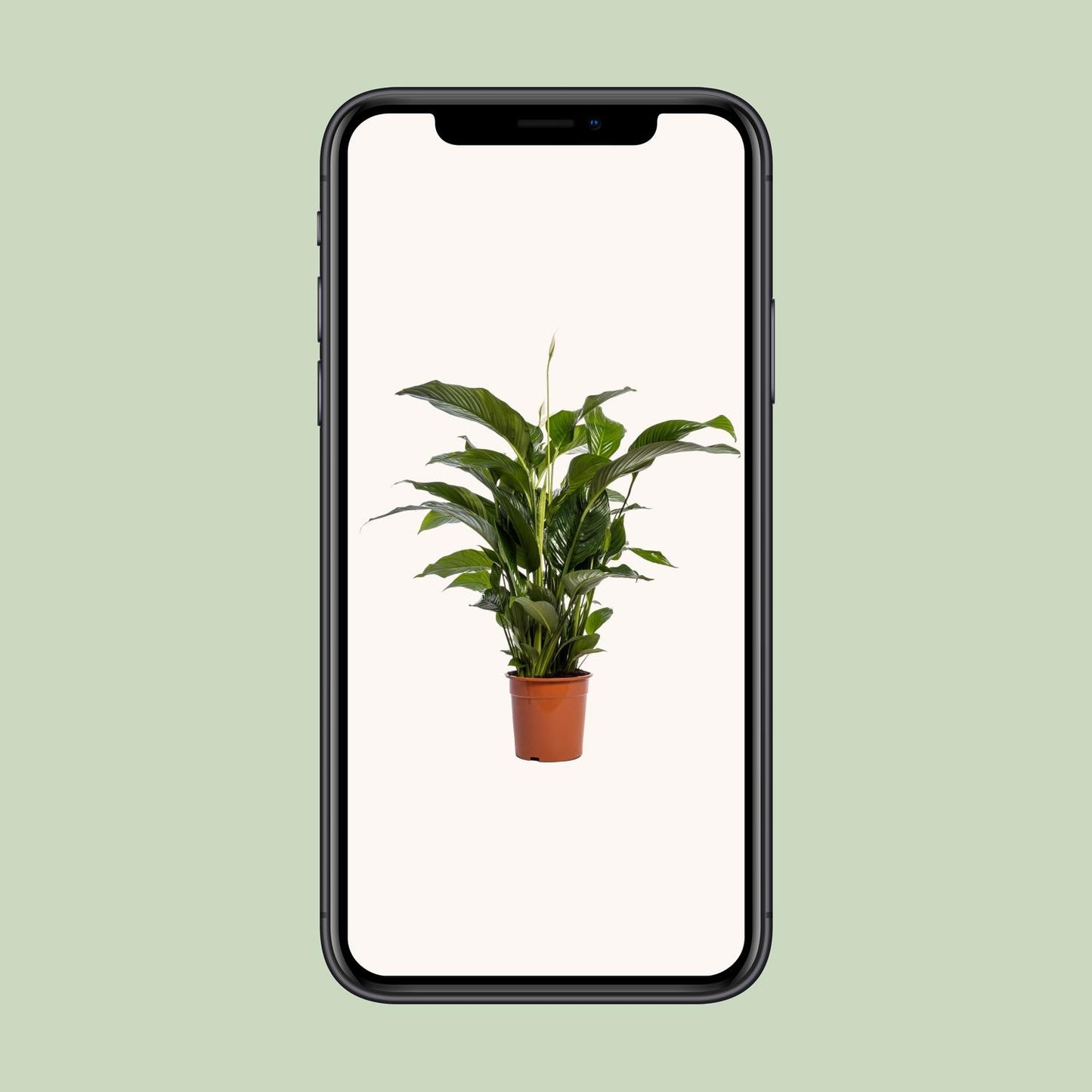 Friedenslilie Spathiphyllum Bellini – ca. 100 cm | Pflanzfix24.de - Pflanzfix24.de
