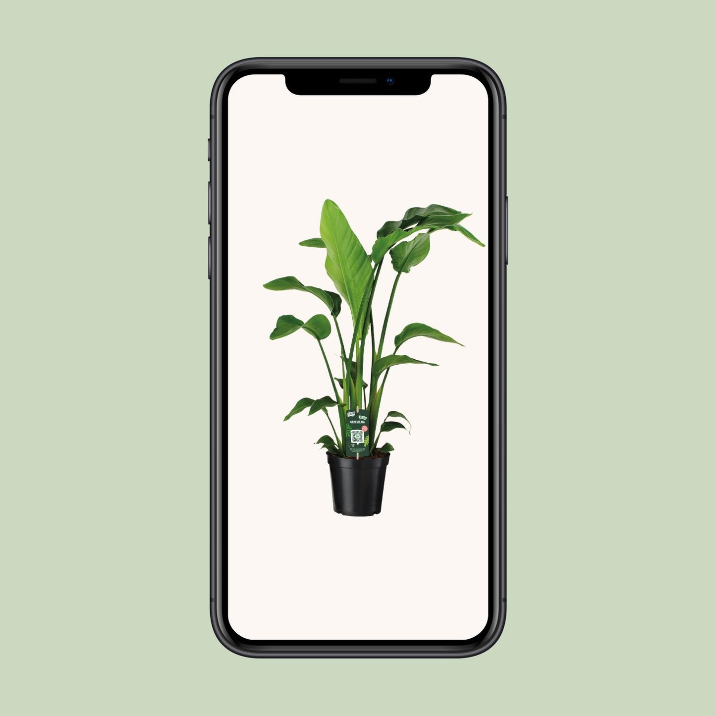 Strelitzia Nicolai Paradiesvogelblume 90 cm – Pflanzfix24.de - Pflanzfix24.de
