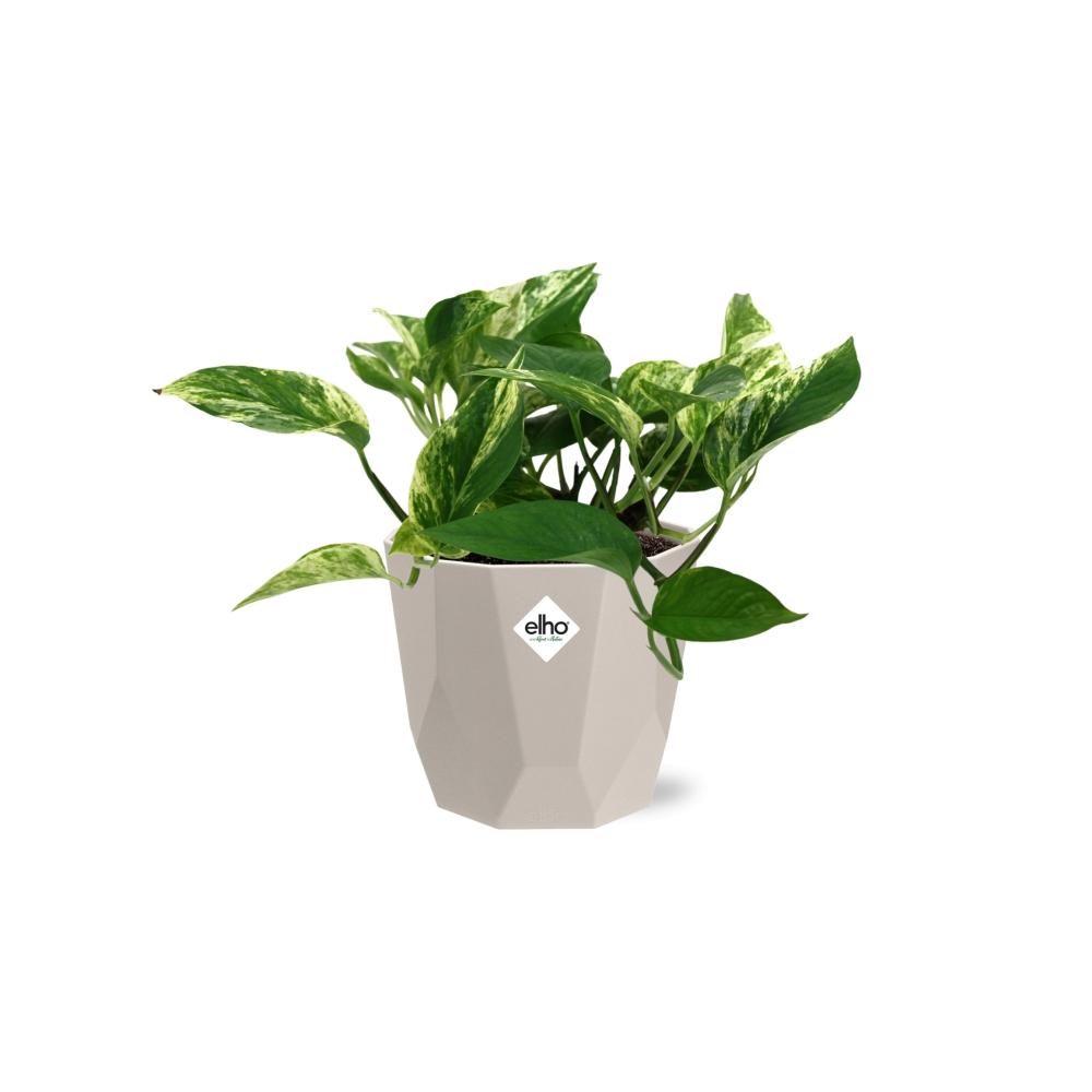 Scindapsus Marble Queen in ELHO b.for rock 14 cm warm grey - Pflanzfix24
