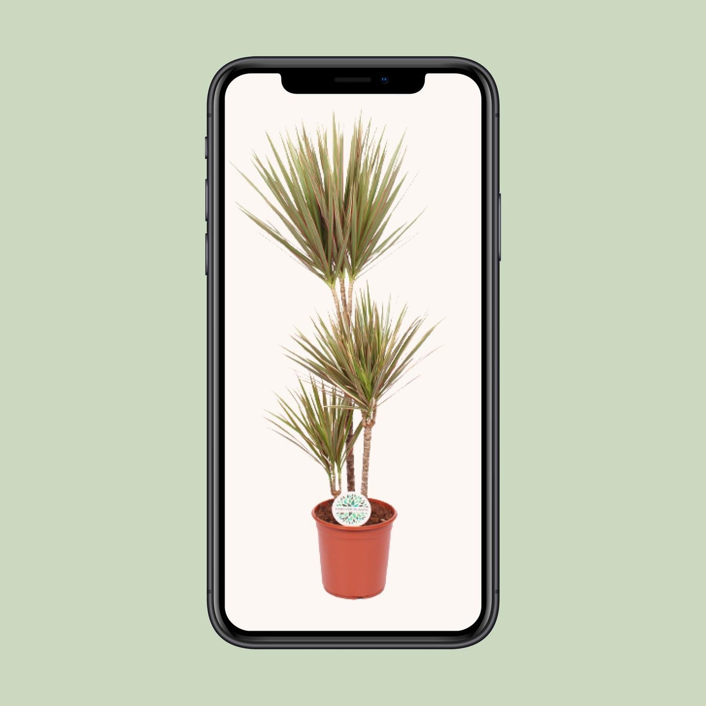 Dracaena Bicolor - Ø24cm - ↕115cm bei Pflanzfix24