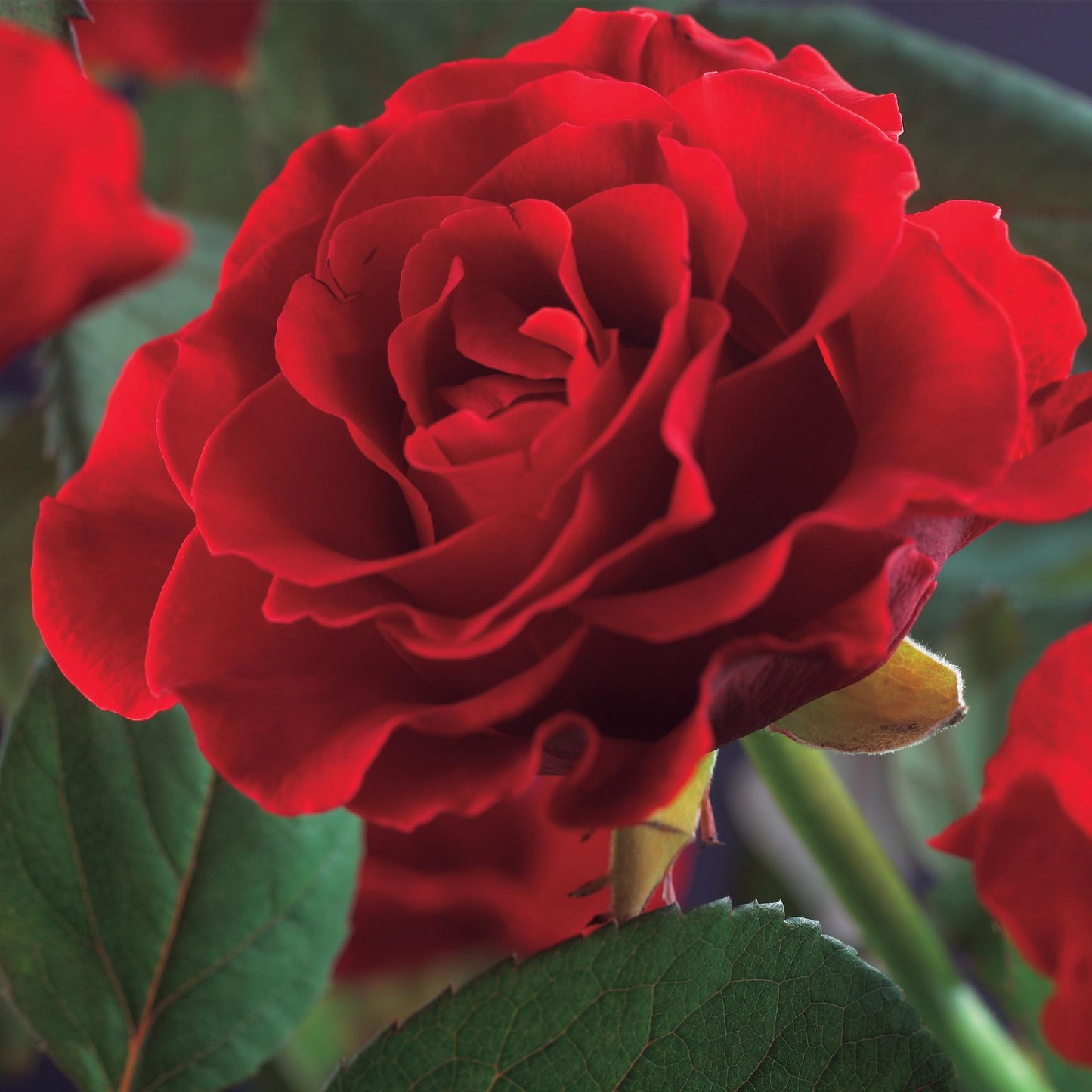 Pflanzfix24 - Kletterrose - Rosa Paul Scarlet Climber - Blüte Rot - 2er Set - Topf 11cm