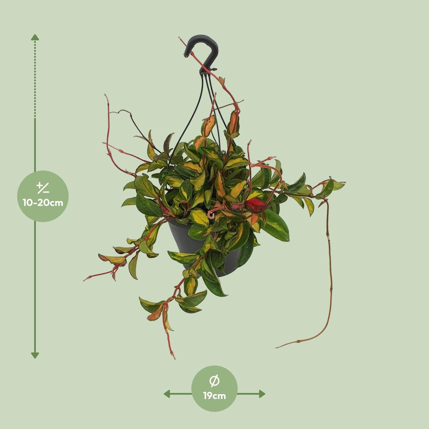 Hoya Carnosa Tricolor - Ø19cm - ↕20cm - Pflanzfix24