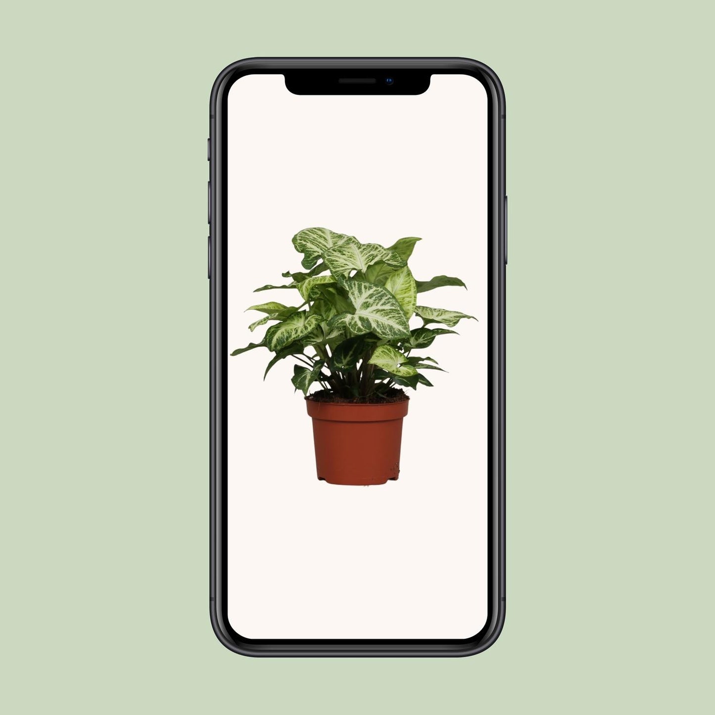 Syngonium Arrow - Ø12cm - ↕25cm bei Pflanzfix24