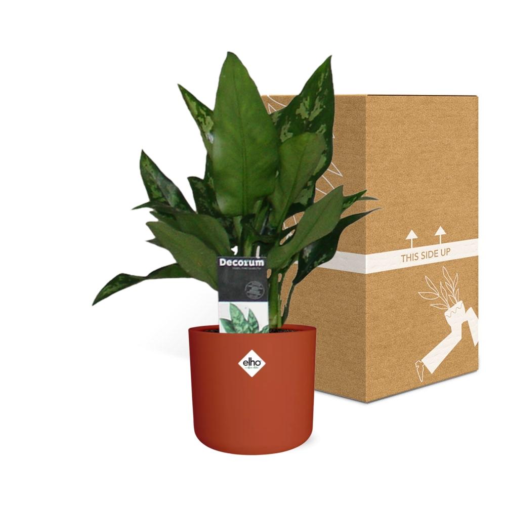 Aglaonema Maria in ELHO b.for soft rond 14cm brique - Pflanzfix24