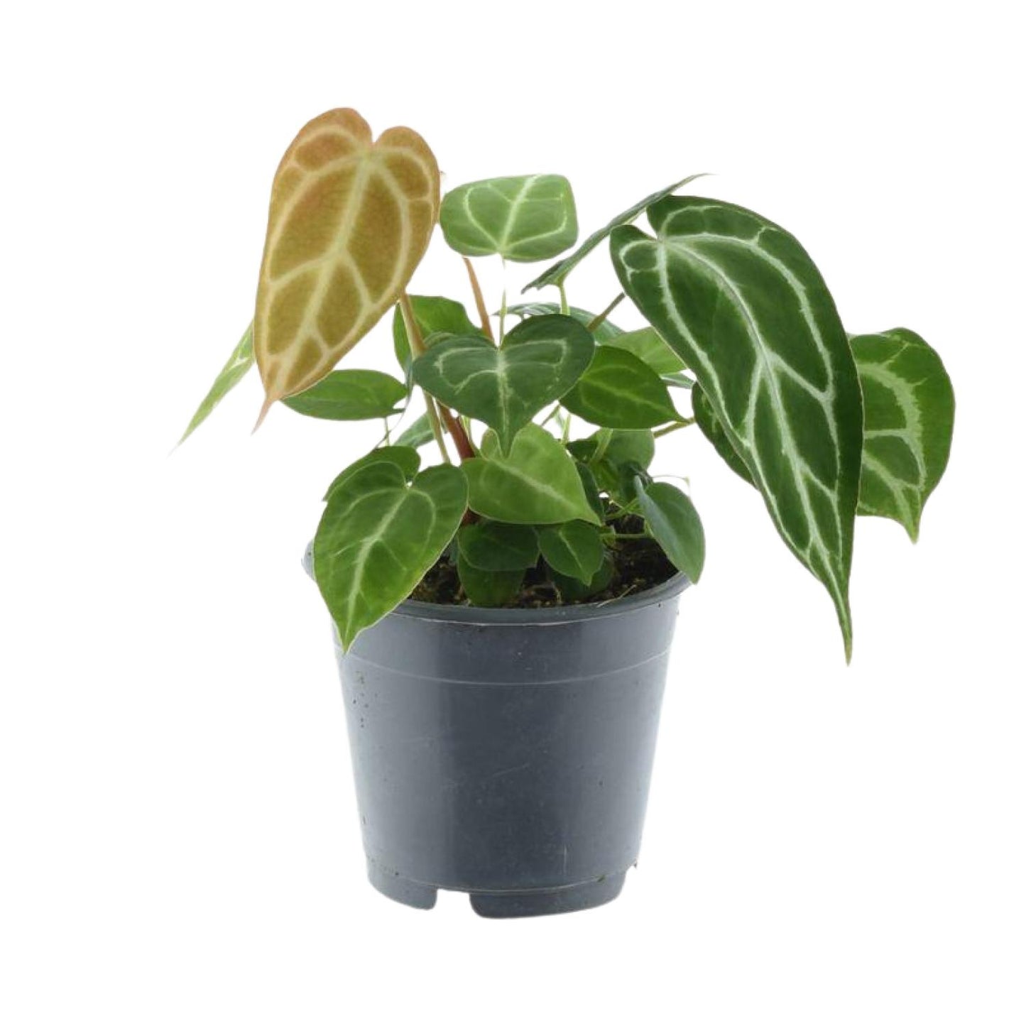 Anthurium Chrystallinum P12 - Ø12cm - ↕35cm bei Pflanzfix24