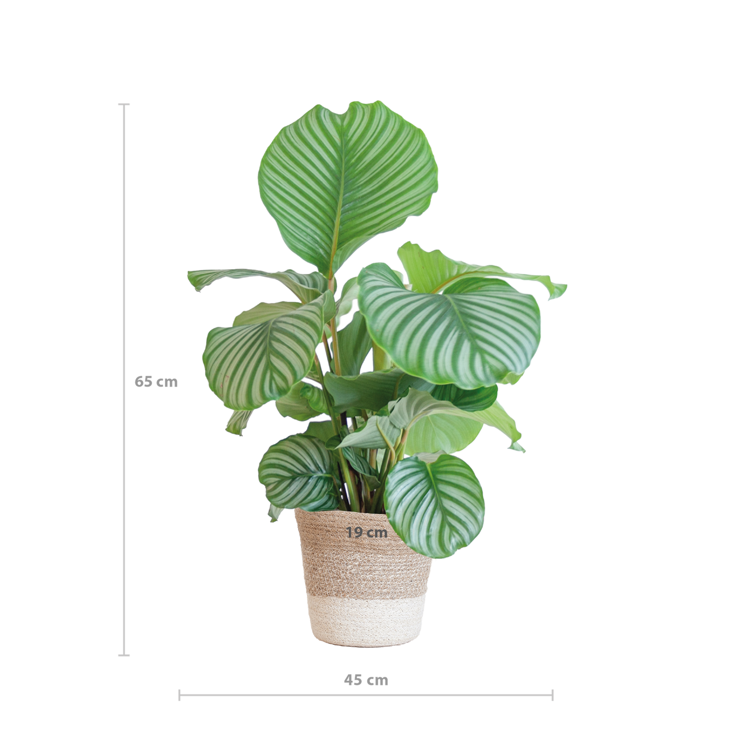 Calathea Orbifolia mit weißem Lissabon-Korb - 65cm - Ø19 - Pflanzfix24.de - Pflanzfix24.de