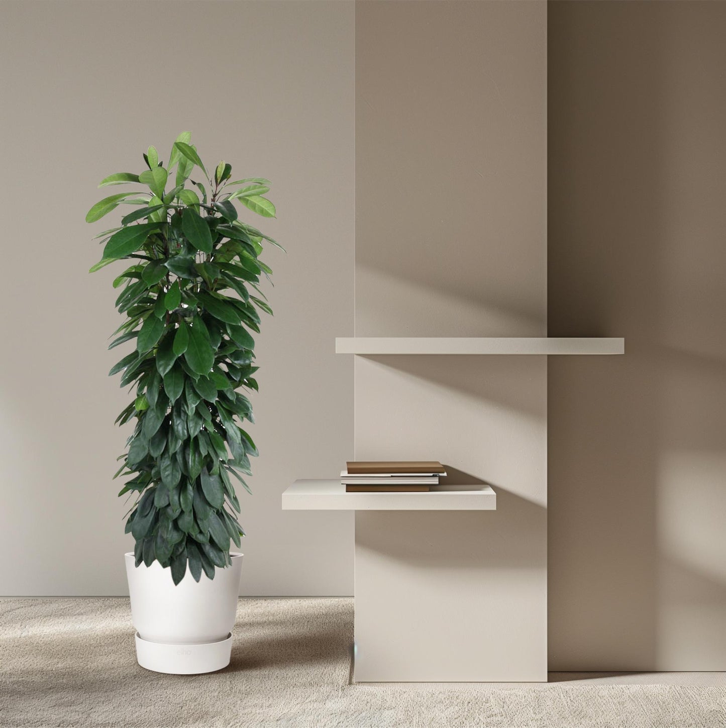 Ficus Cyatistipula Stamm 150 cm - Zimmerpflanze bei Pflanzfix24