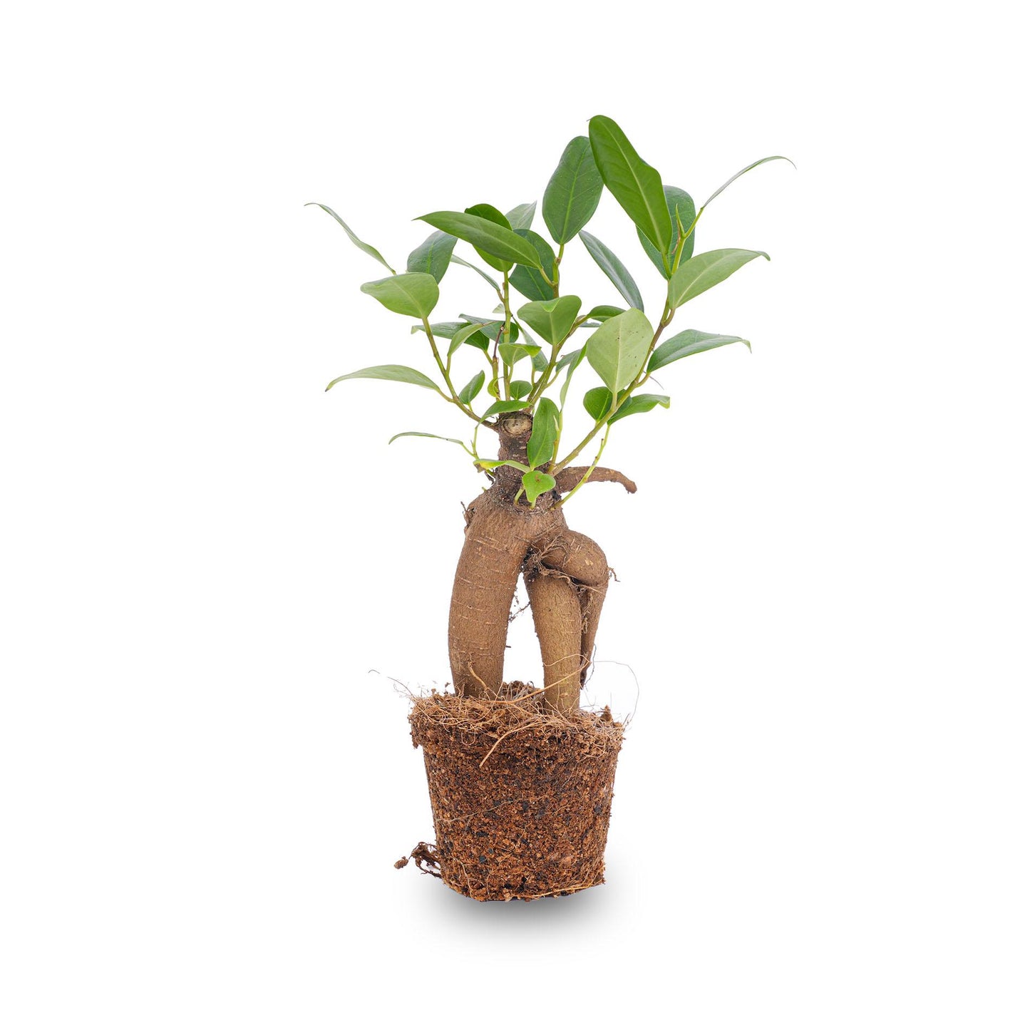 Ficus Ginseng bonsai - pflanzfix24