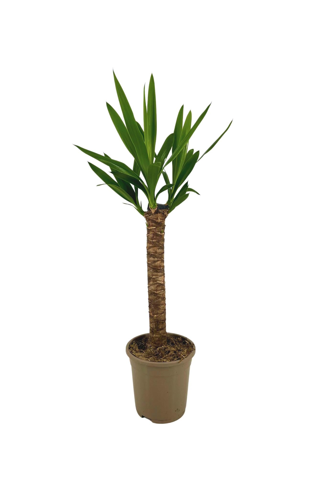 Yucca Elephantipes Ø17cm | Zimmerpflanze 60-80cm – Pflanzfix24.de - Pflanzfix24.de